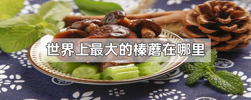 世界上最大的榛蘑在哪里