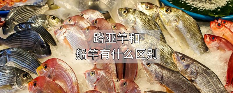 路亚竿和船竿有什么区别