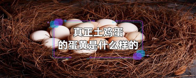 真正土鸡蛋的蛋黄是什么样的