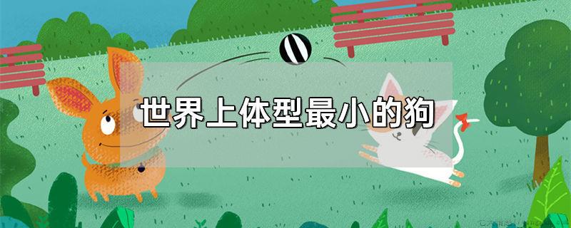世界上体型最小的狗