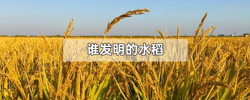 谁发明的水稻