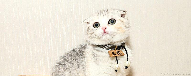 猫的寿命有多少年