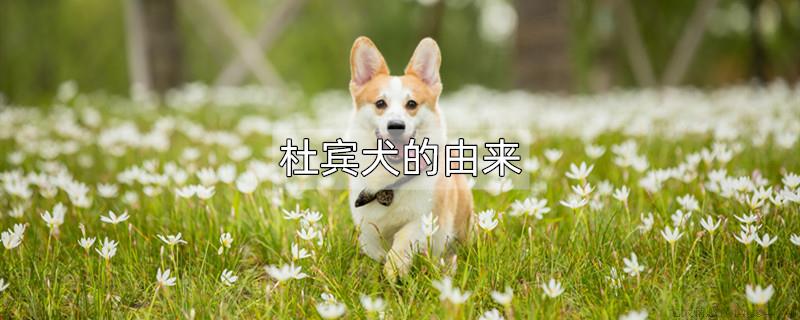 杜宾犬的由来