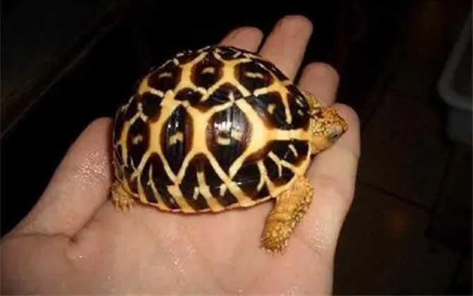 星龟是什么龟