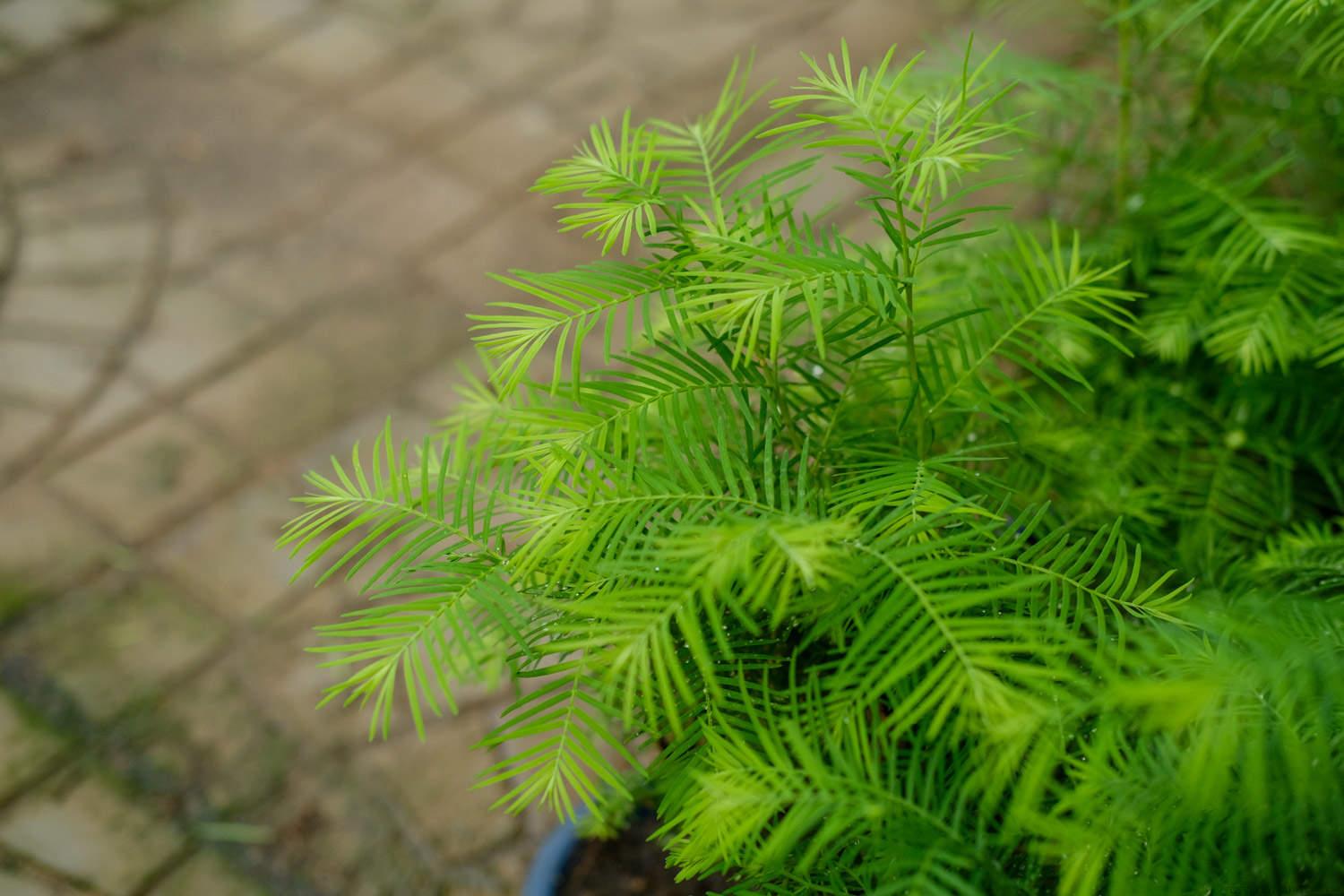 南方的树木有哪些