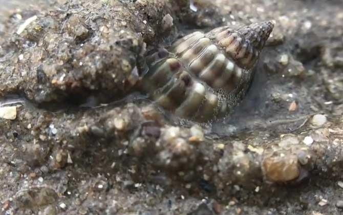 海丝螺是什么螺