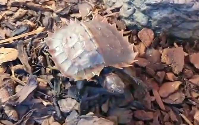 太阳龟是什么龟