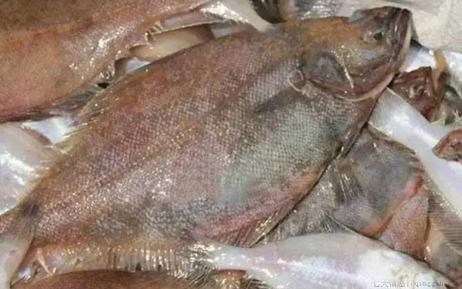 偏口鱼是什么鱼