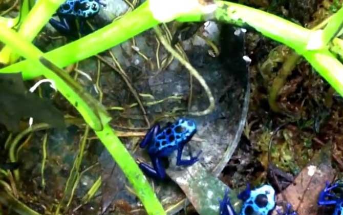 钴蓝箭毒蛙是什么蛙