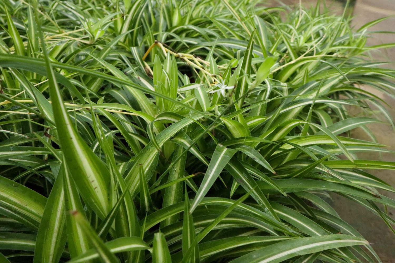 哪些植物可以当猫草