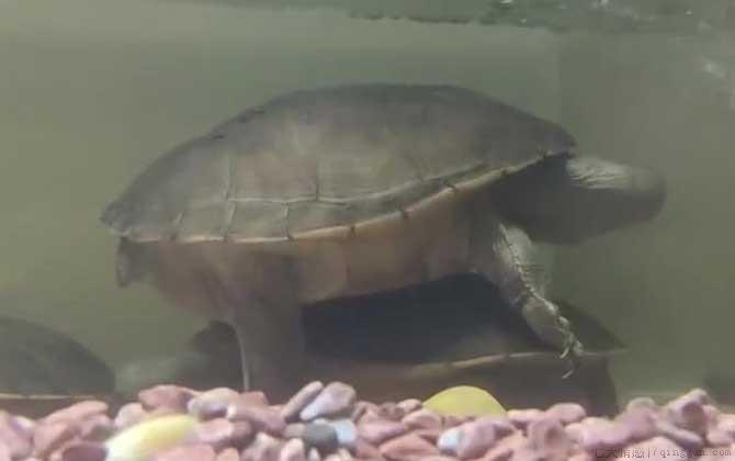 长颈龟是什么龟