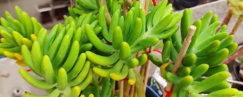 多肉上有小白粒像虫卵