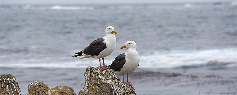 海燕会不会游泳