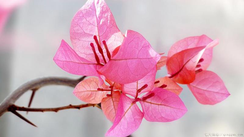 三角梅冬天怎么养