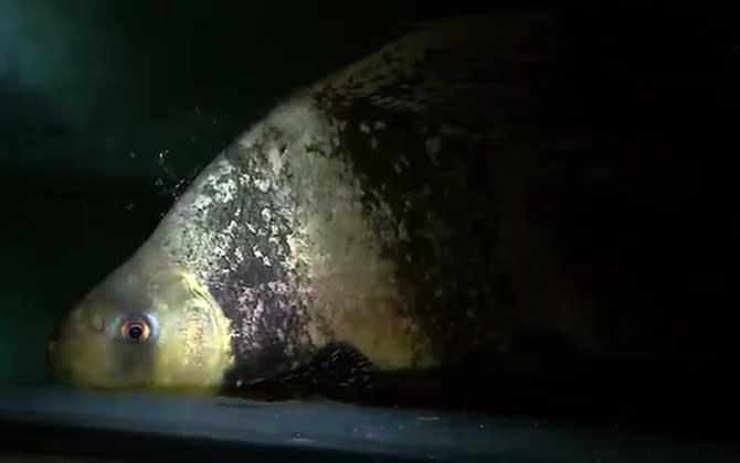 胭脂鱼是什么鱼