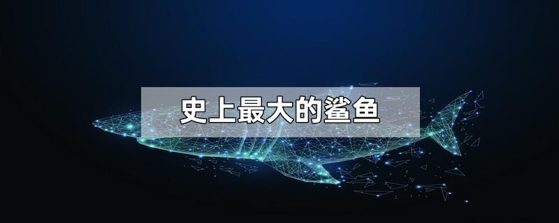 史上最大的鲨鱼