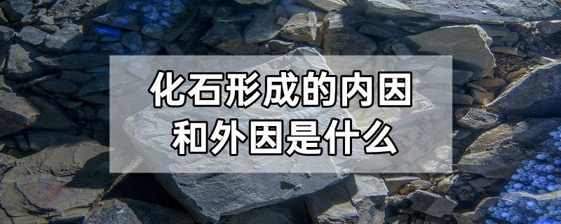 化石形成的内因和外因是什么