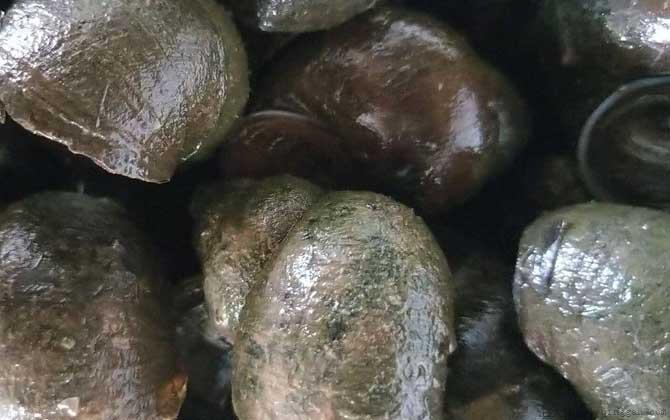 田螺是什么动物