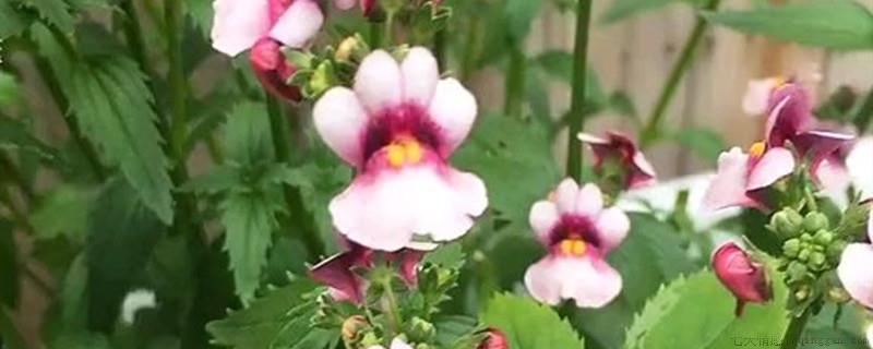 龙面花花语