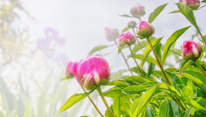 紫蝉花的养殖方法和注意事项