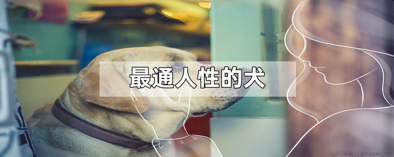 最通人性的犬