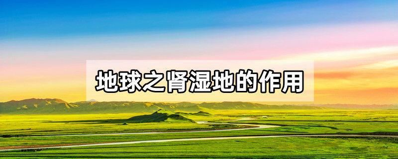 地球之肾湿地的作用