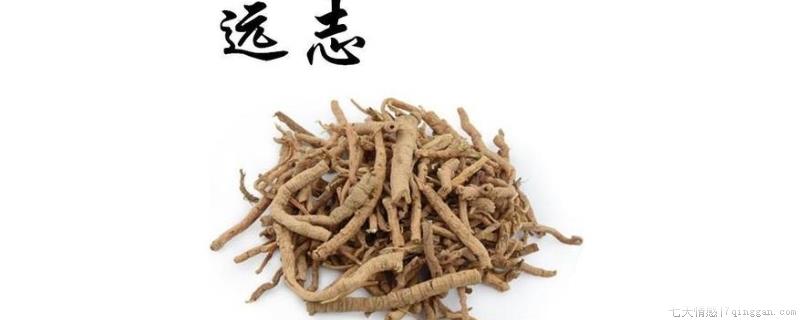 远志的功效与作用