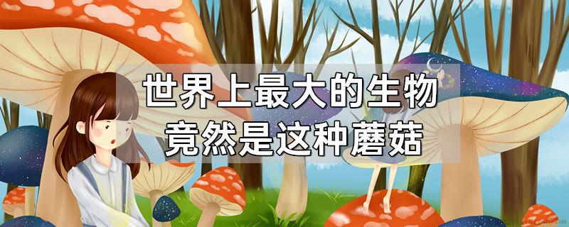 世界上最大的生物竟然是这种蘑菇