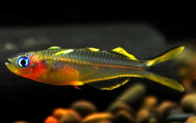 霓虹燕子是什么鱼