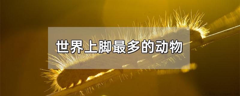 世界上脚最多的动物