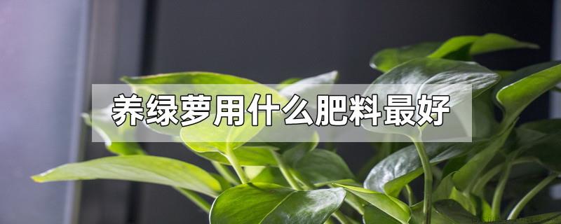 养绿萝用什么肥料最好