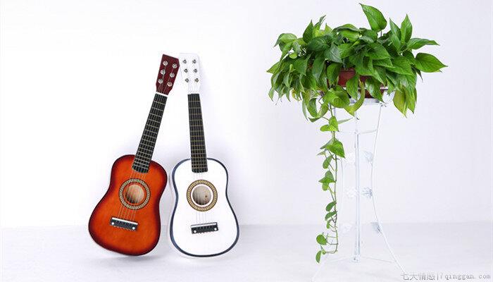 客厅适合养的18种植物