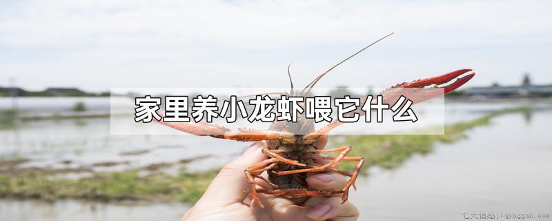 家里养小龙虾喂它什么