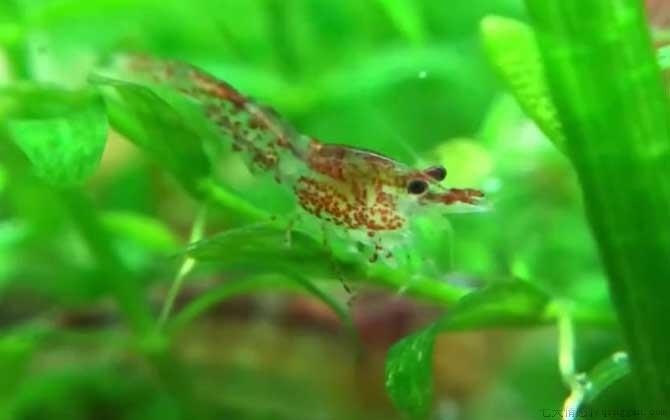 樱花虾是什么虾