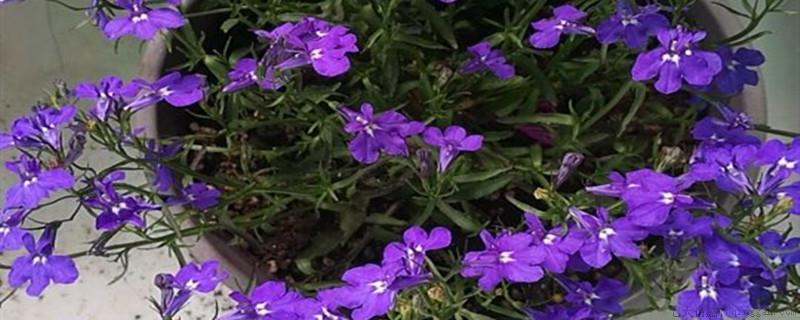 六倍利开完花怎么办