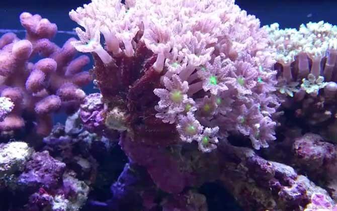 珊瑚是生物吗