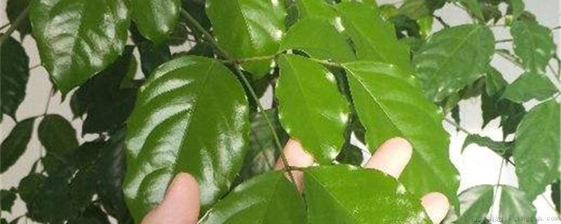 幸福树有没有净化空气的作用