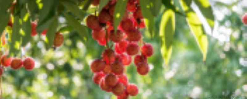 荔枝保花保果要喷什么药