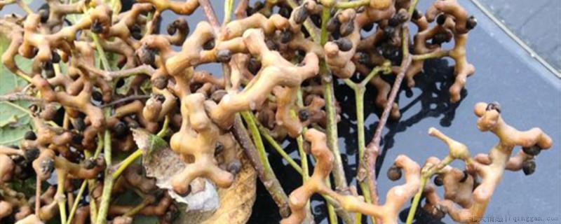 像树枝一样的水果