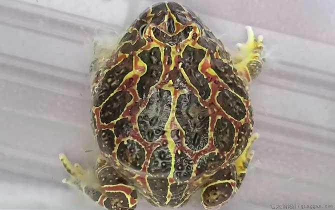钟角蛙是什么动物