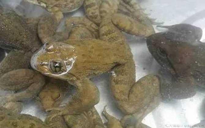 石蛙是什么动物