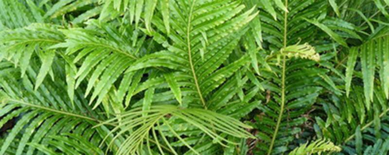 为什么裸子植物植株比蕨类植物的植株高大