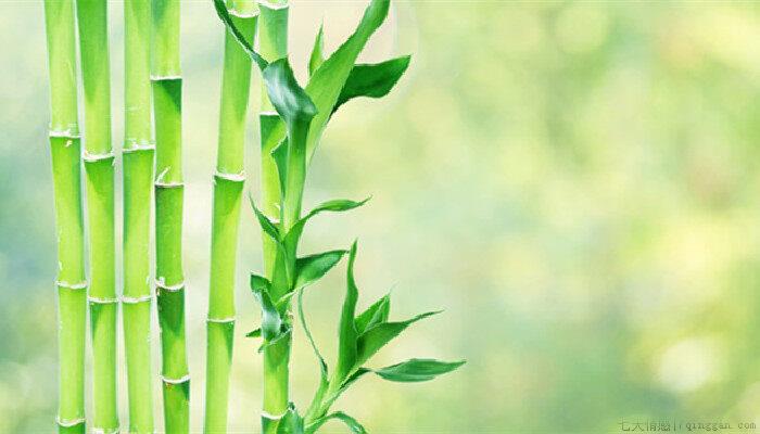 客厅适合养的8种植物