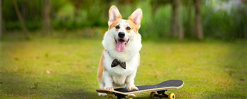 柯基犬是哪个国家的