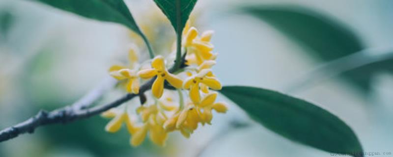 桂花树结果是怎么回事