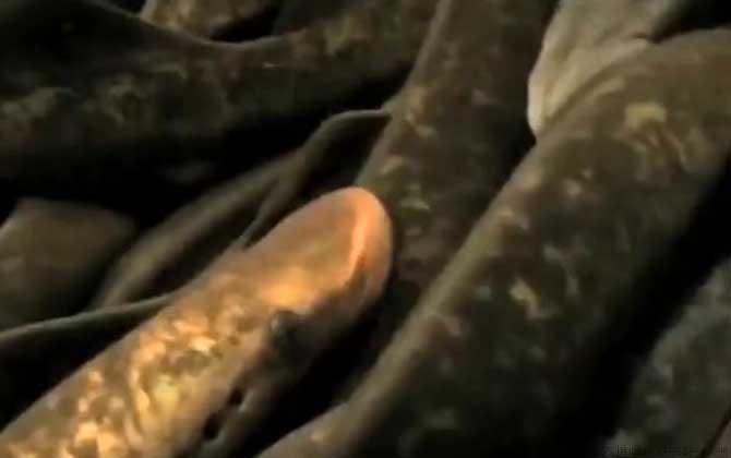 僵尸鱼是什么鱼