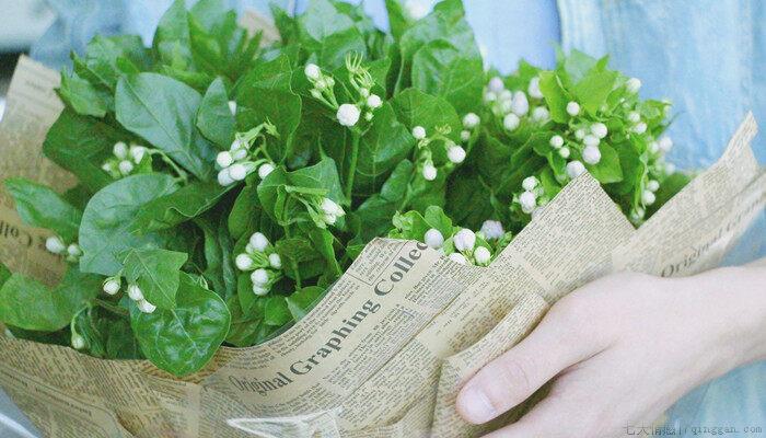 植物的名字