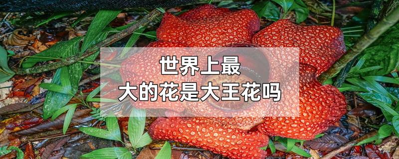 世界上最大的花是大王花吗