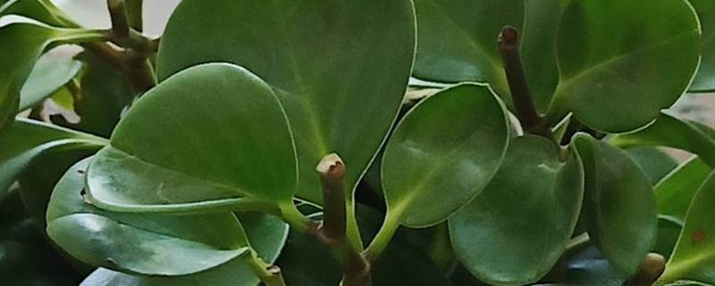 豆瓣绿怎么浇水
