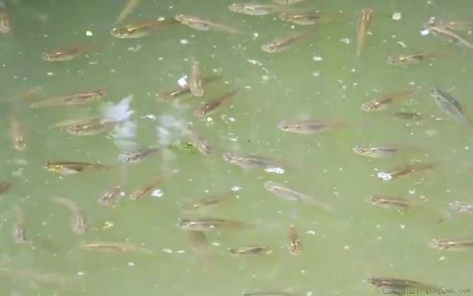 食蚊鱼是什么鱼